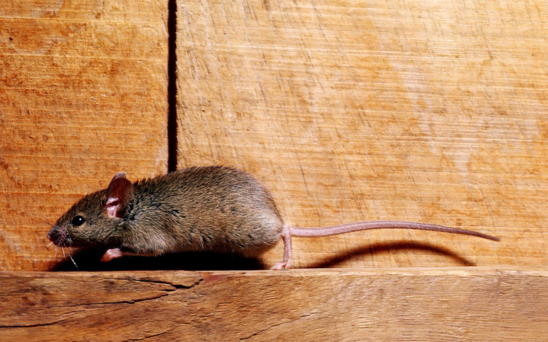 Mice may be adorable, but the droppings and the bacteria they contain, not so much.